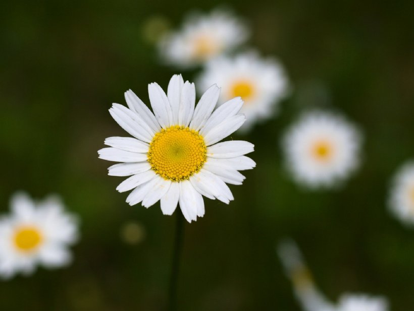 Kamille © pixabay