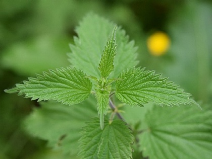 Phytotherapie